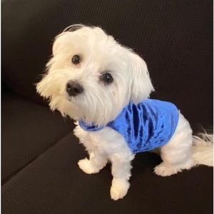 Dog Clothing Couture Top Small Puppy (Blue Velvet)